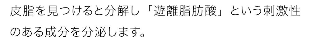 皮脂を見つけると分解し「遊離脂肪酸」という刺激性のある成分を分泌します