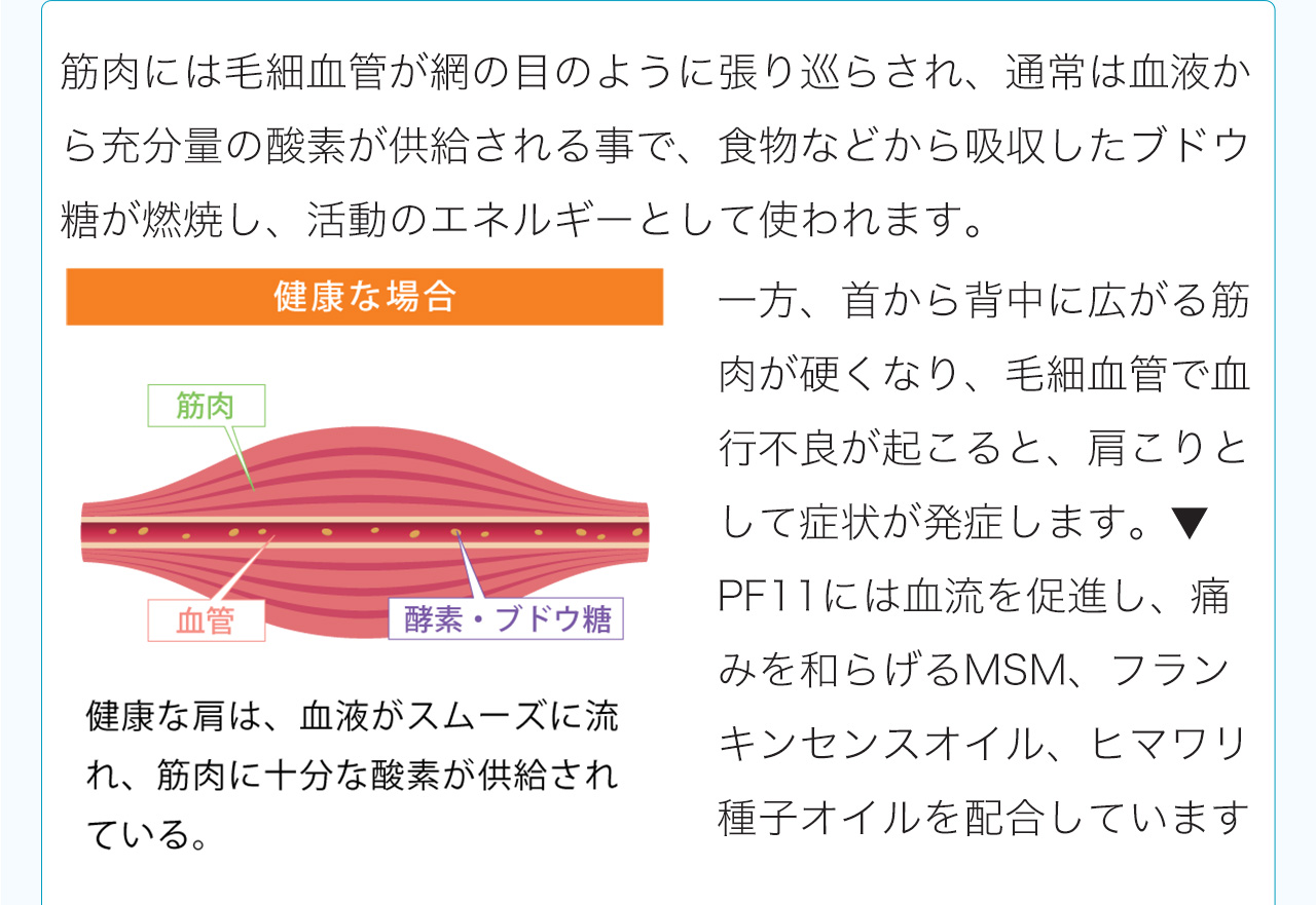 筋肉には毛細血管が網の目のように張り巡らされ、通常は血液から充分量の酸素が供給される事で、食物などから吸収したブドウ糖が燃焼し、活動のエネルギーとして使われます。一方、首から背中に広がる筋肉が硬くなり、毛細血管で血行不良が起こると、肩こりとして症状が発症します。▼PF11には血流を促進し、痛みを和らげるMSM、フランキンセンスオイル、ヒマワリ種子オイルを配合しています