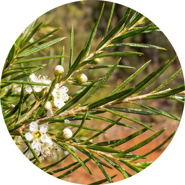 ティーツリーエッセンシャルオイル