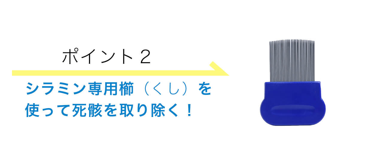 シラミン専用櫛（くし）を使って死骸を取り除く！