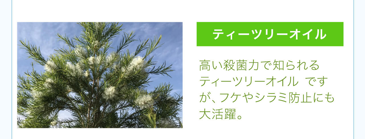ティーツリーオイル
