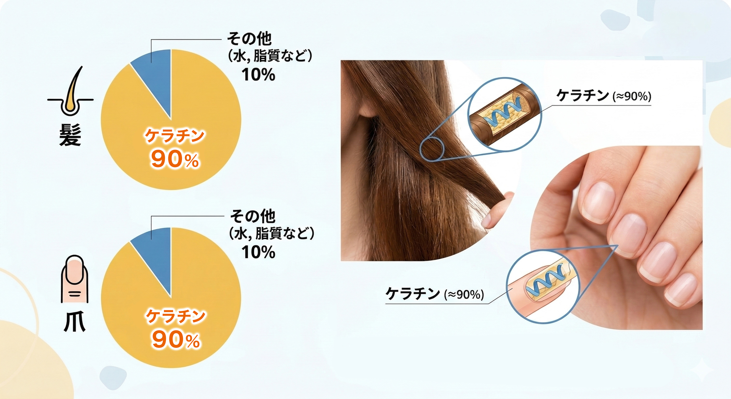 髪や爪の約90％は、ケラチン