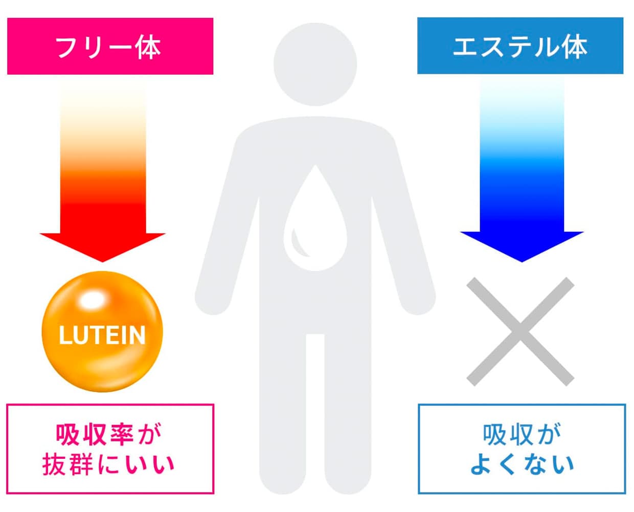 ドクターズチョイスはフローラグローのルテインフリー体を使用してるので安心です