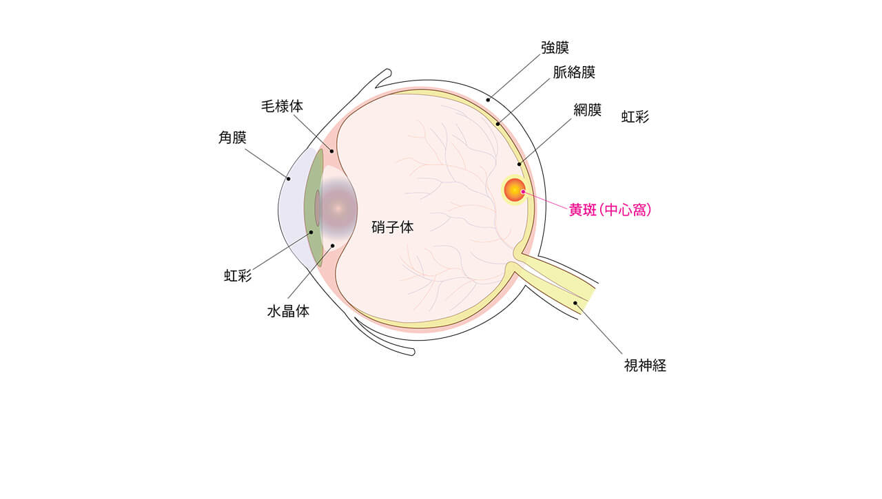 眼球