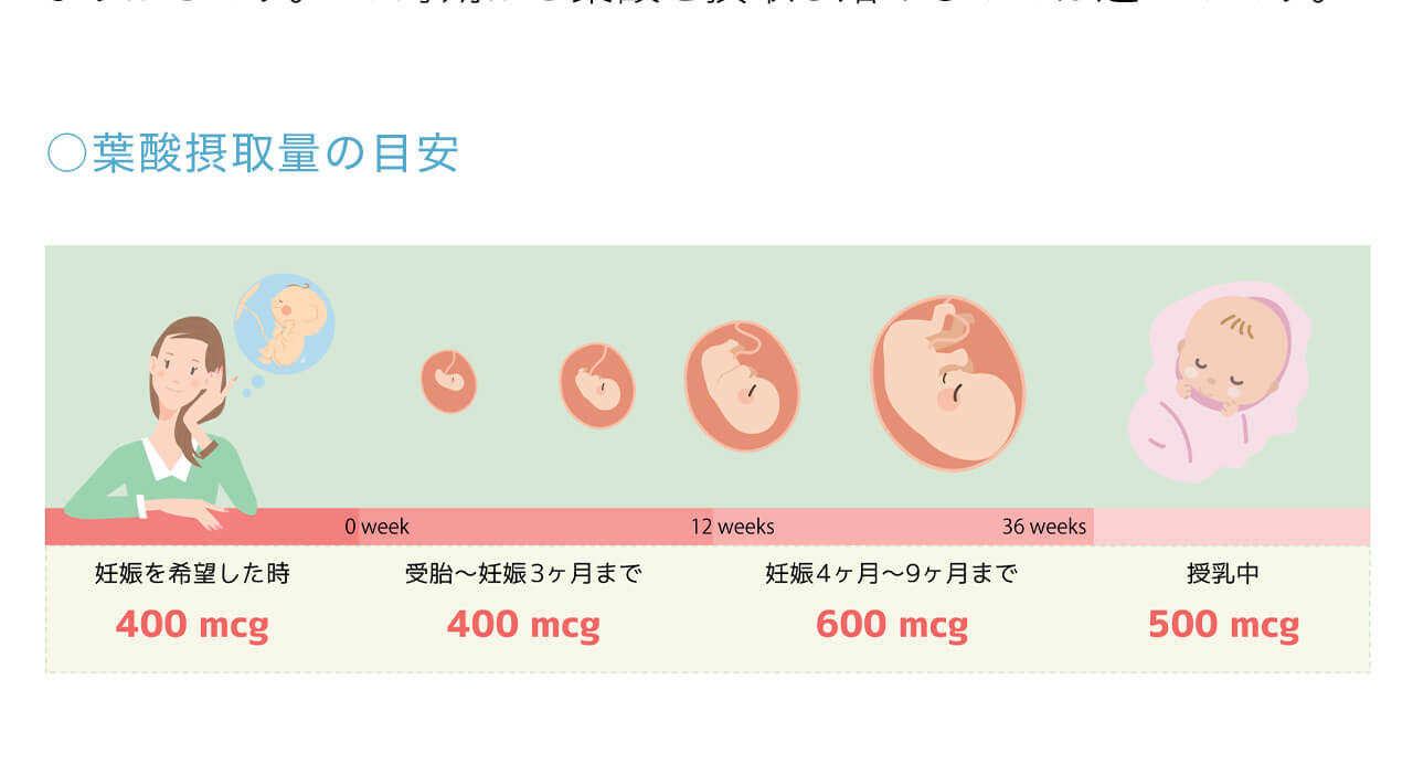 葉酸摂取量の目安 妊娠を希望した時400mcg 受胎〜妊娠3ヶ月まで400mcg 妊娠4ヶ月〜9ヶ月600mcg 授乳中500mcg