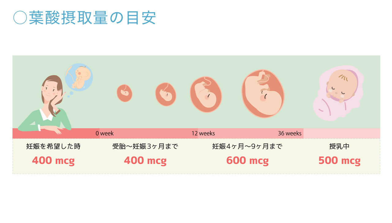 葉酸摂取量の目安 妊娠を希望した時400mcg 受胎〜妊娠3ヶ月まで400mcg 妊娠4ヶ月〜9ヶ月600mcg 授乳中500mcg