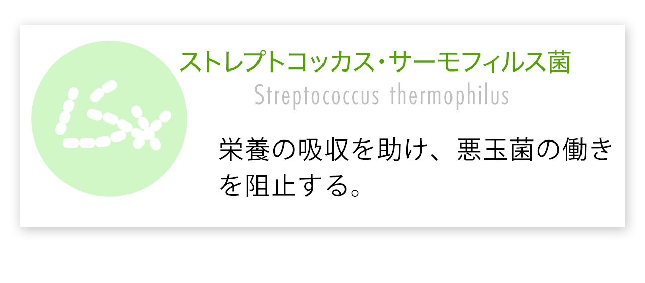 ストレプトコッカス・サーモフィルス菌は栄養の吸収を助け、悪玉菌の働きを阻止する。