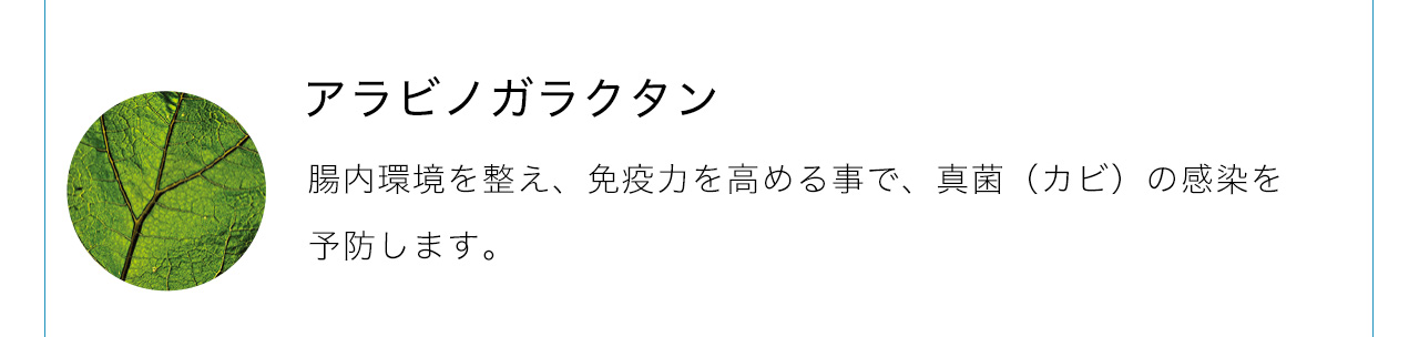 アラビノガラクタンは腸内環境を整え、免疫力を高める事で、真菌（カビ）の感染を予防します