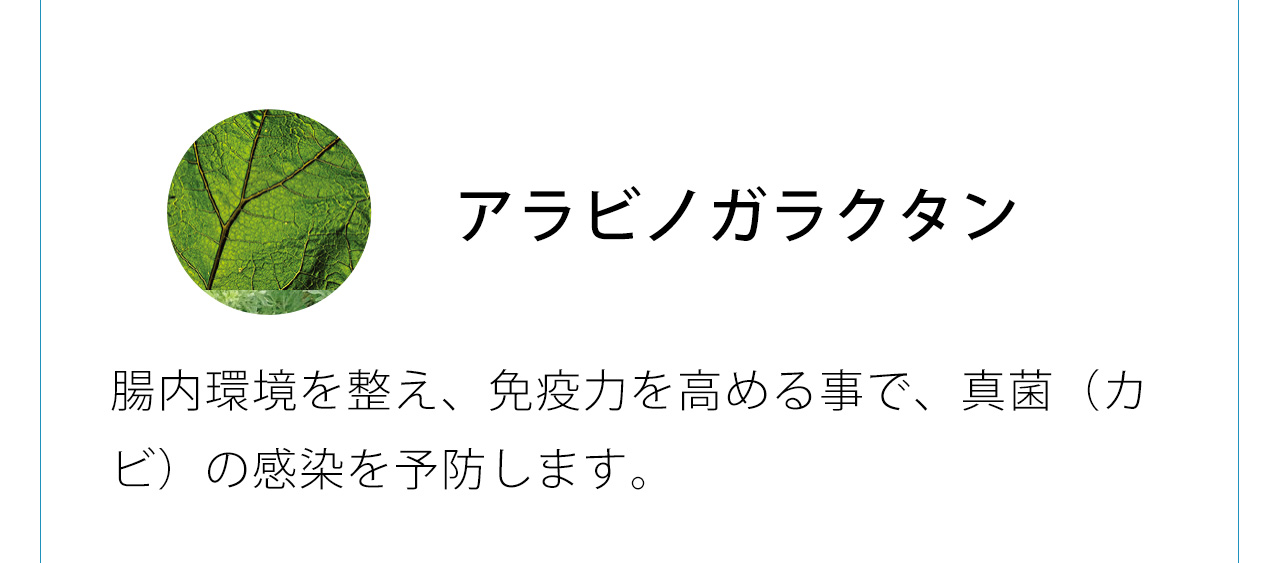アラビノガラクタンは腸内環境を整え、免疫力を高める事で、真菌（カビ）の感染を予防します