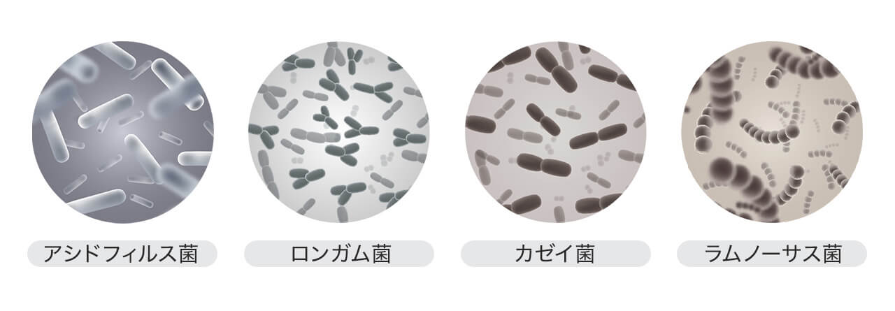 4種類の乳酸菌。アシドフィルス菌・ロンガム菌・カゼイ菌・ラムノーサス菌